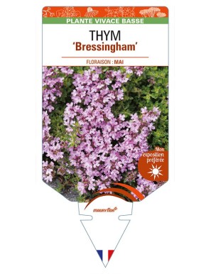 THYMUS (doerfleri) 'Bressingham'