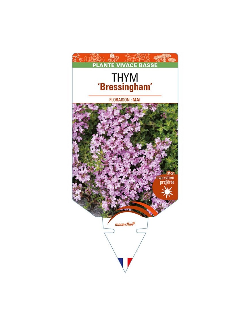 THYMUS (doerfleri) 'Bressingham'