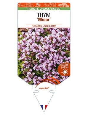 THYMUS (praecox) 'Minor'