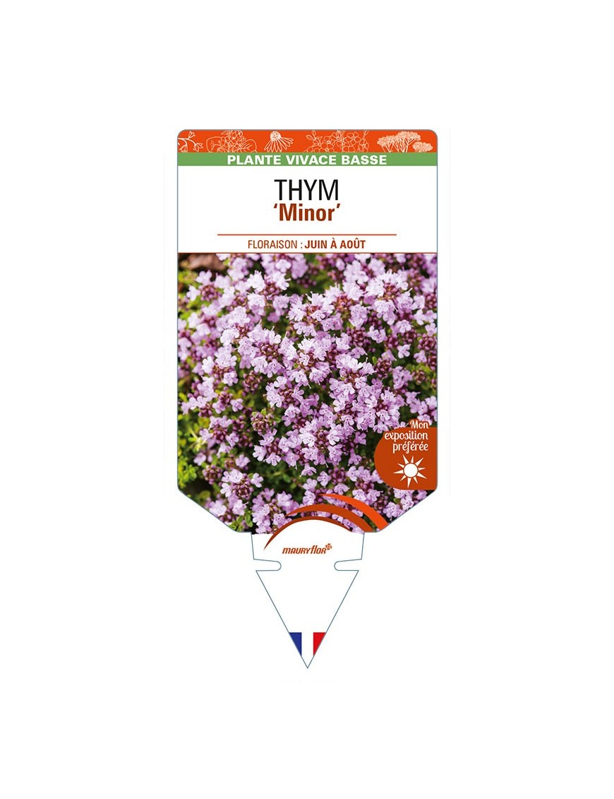 THYMUS (praecox) 'Minor'