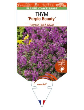 THYMUS praecox 'Purple Beauty'