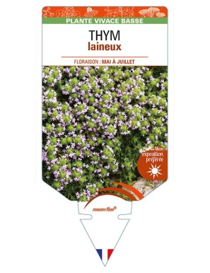 THYMUS praecox pseudolanuginosus voir THYM laineux