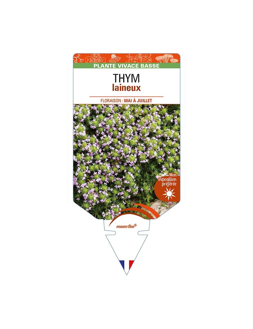 THYMUS praecox pseudolanuginosus voir THYM laineux