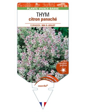 THYMUS x citriodorus panaché blanc voir THYM citron panaché