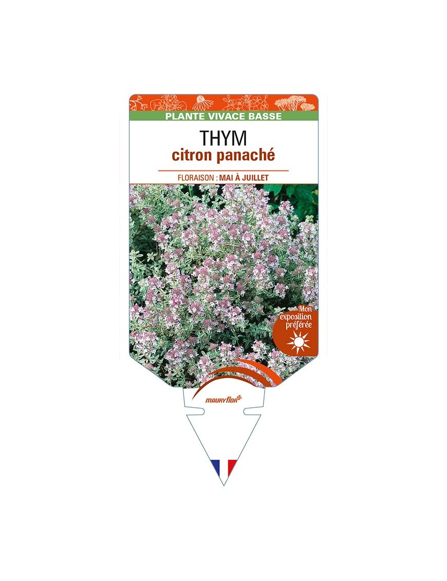 THYMUS x citriodorus panaché blanc voir THYM citron panaché