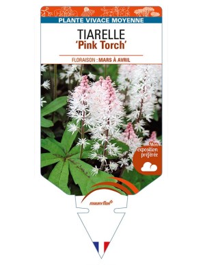 TIARELLA 'Pink Torch'