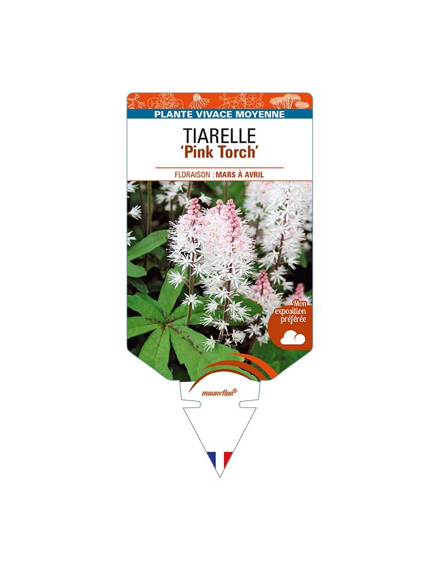 TIARELLA 'Pink Torch'