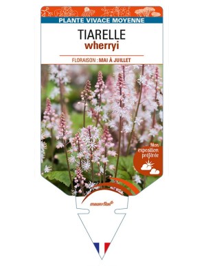 TIARELLA wherryi