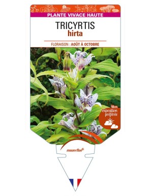 TRICYRTIS hirta