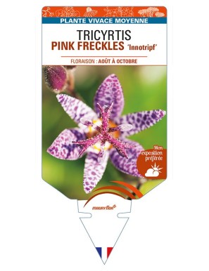 TRICYRTIS PINK FRECKLES 'Innotripf'