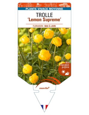 TROLLIUS (europaeus compactus) 'Lemon Supreme'