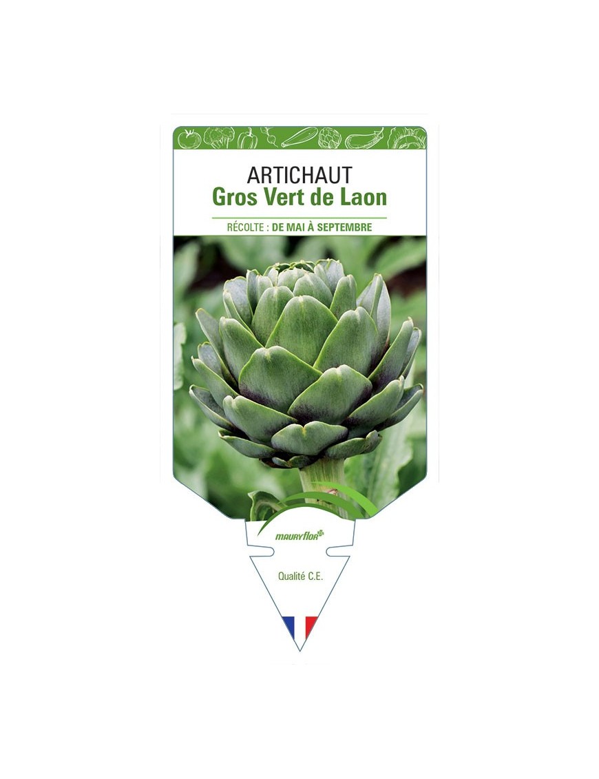 ARTICHAUT GROS VERT DE LAON
