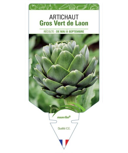 ARTICHAUT GROS VERT DE LAON