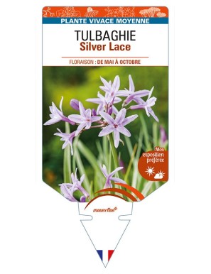 TULBAGHIA (violacea) Silver Lace