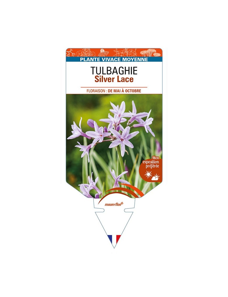 TULBAGHIA (violacea) Silver Lace