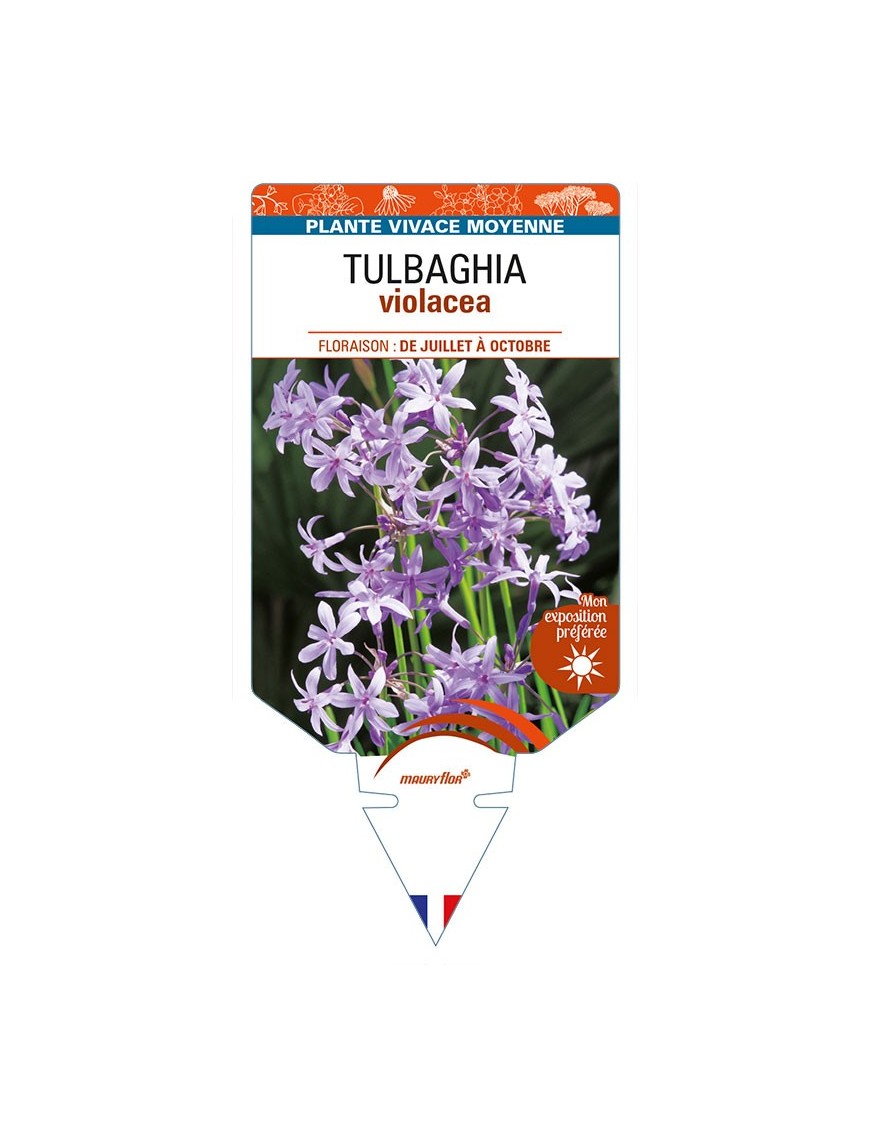 TULBAGHIA violacea