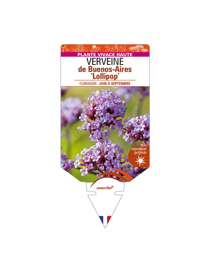 VERBENA bonariensis 'Lollipop' voir VERVEINE de Buenos Aires