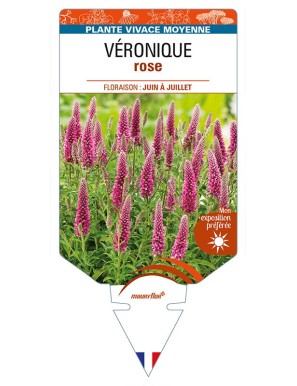 VERONICA (longifolia rose)