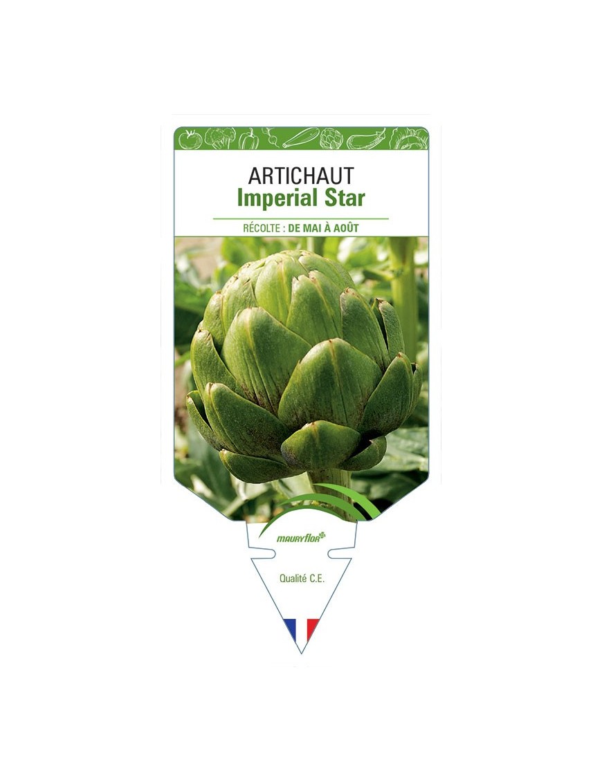 ARTICHAUT IMPERIAL STAR