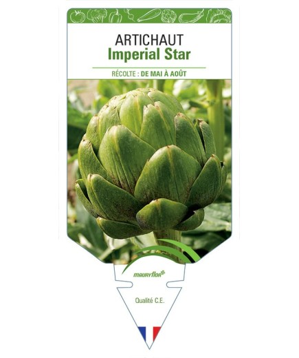 ARTICHAUT IMPERIAL STAR