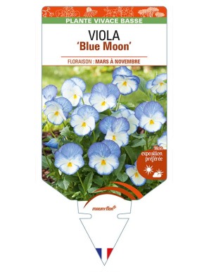 VIOLA 'Blue Moon'