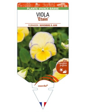 VIOLA 'Etain'