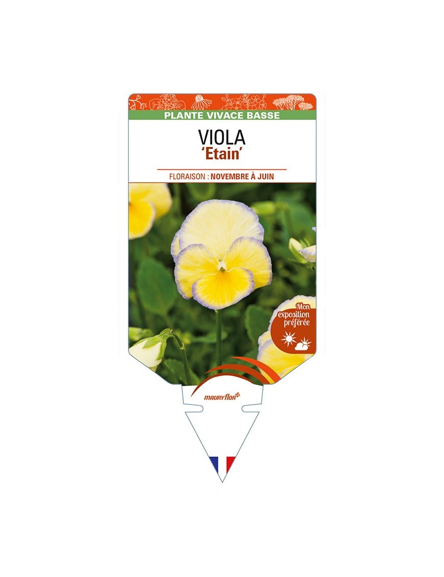 VIOLA 'Etain'