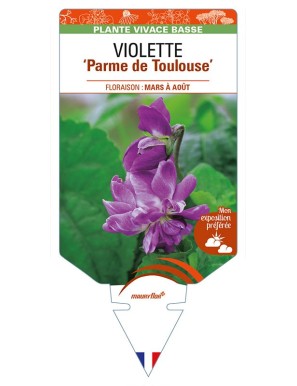 VIOLA alba dehnhardtii 'Parme de Toulouse' voir VIOLETTE