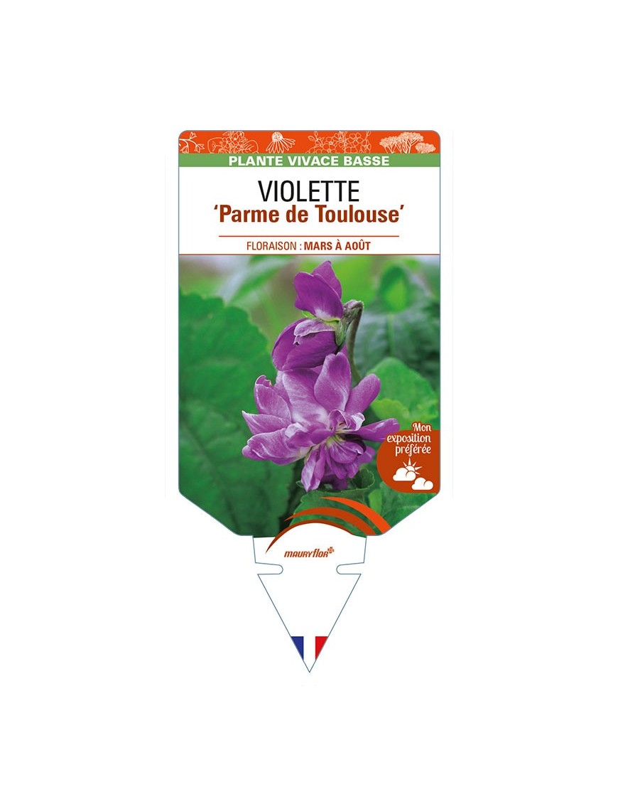 VIOLA alba dehnhardtii 'Parme de Toulouse' voir VIOLETTE