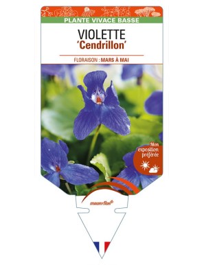 VIOLA odorata 'Cendrillon' voir VIOLETTE