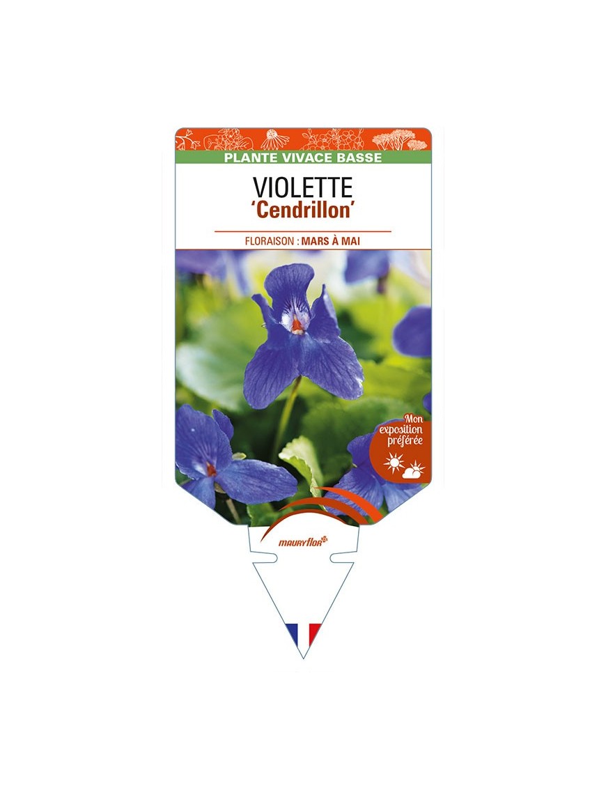 VIOLA odorata 'Cendrillon' voir VIOLETTE