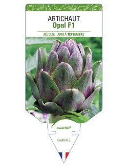 ARTICHAUT OPAL F1
