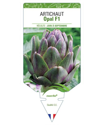 ARTICHAUT OPAL F1