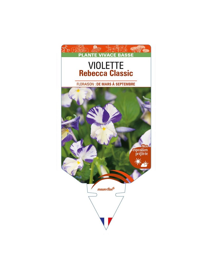 VIOLA Rebecca Classic