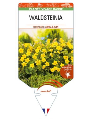 WALDSTEINIA ternata (jaune)