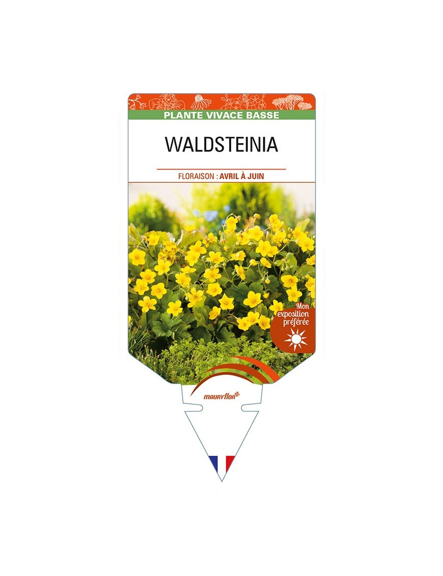 WALDSTEINIA ternata (jaune)