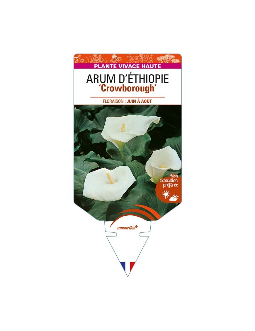 ZANTEDESCHIA aethiopica 'Crowborough' voir ARUM D’ÉTHIOPIE