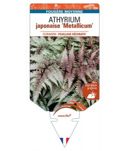 ATHYRIUM niponicum pictum Metallicum japonaise