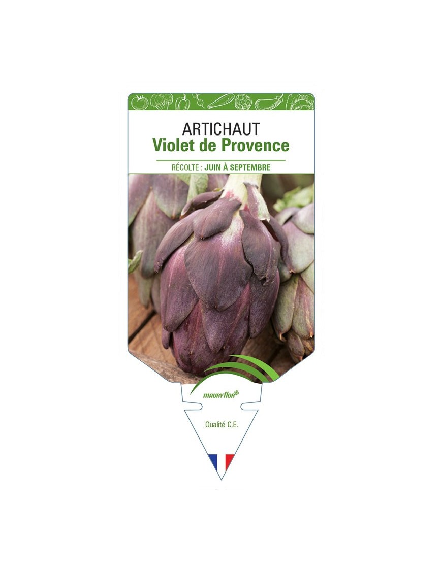 ARTICHAUT VIOLET DE PROVENCE