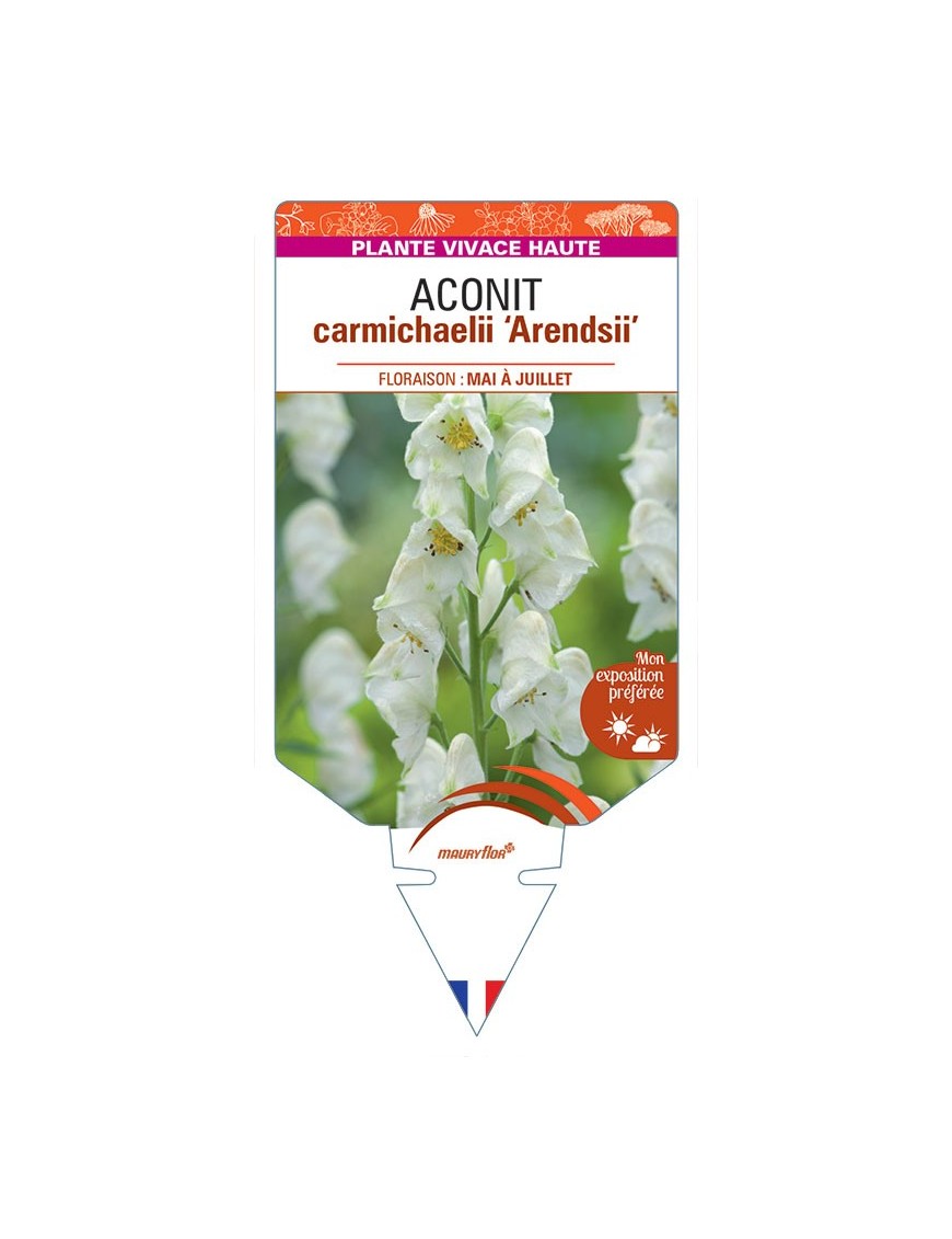 ACONITUM CARMICHAELII ARENDSII (blanc)