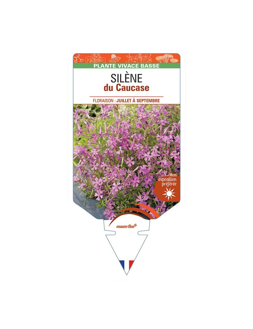 SILENE schafta (rose) voir SILÈNE du Caucase *