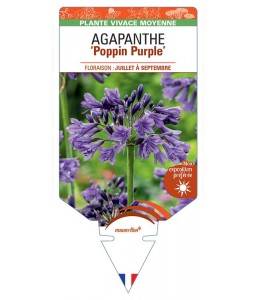 AGAPANTHUS Poppin Purple
