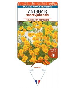 ANTHEMIS SANCTI-JOHANNIS (orange)