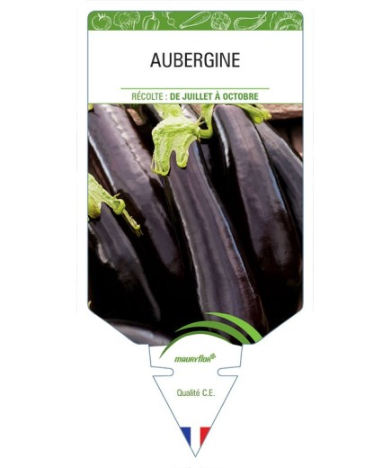 AUBERGINE