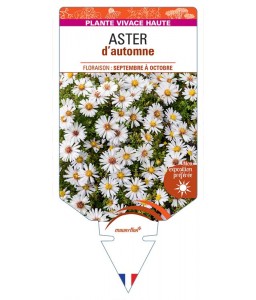 ASTER novi-belgii D'AUTOMNE (double blanc)