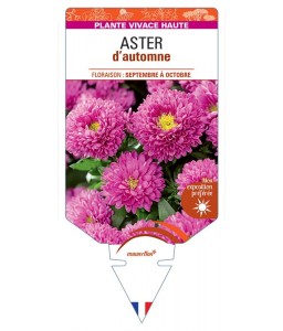 ASTER novi-belgii D'AUTOMNE (double rose)