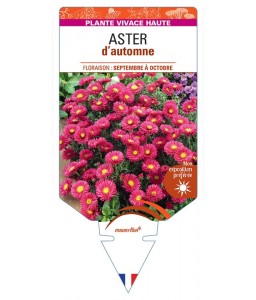 ASTER novi-belgii D'AUTOMNE (double rouge)