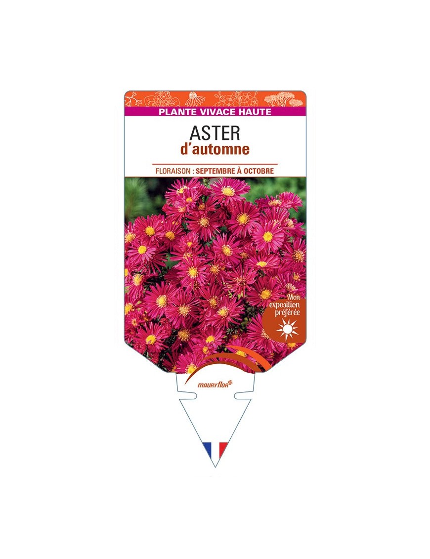 ASTER novi-belgii D'AUTOMNE (simple rose)
