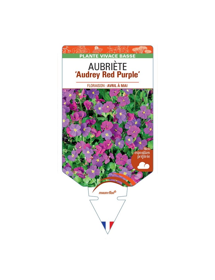 AUBRIETA Audrey Red Purple