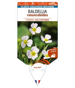 BALDELLIA ranunculoides
